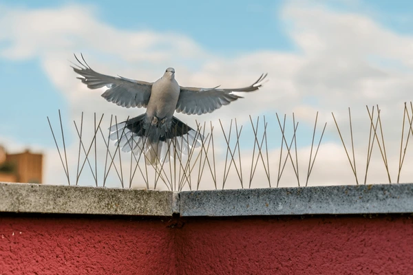 Pigeon Spikes Installation